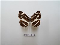 藏品(豆環蛺蝶)的圖片